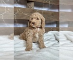 Small #10 Aussiedoodle-Poodle (Standard) Mix