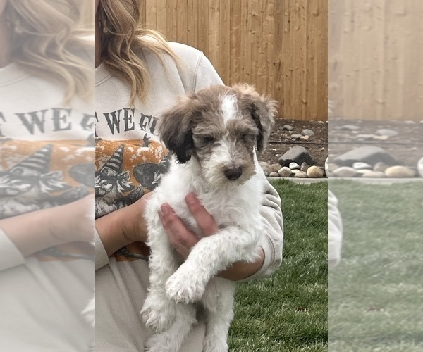 Medium Photo #3 Poodle (Standard) Puppy For Sale in GARDNERVILLE, NV, USA