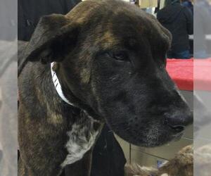 Mutt Dogs for adoption in Riverside, CA, USA