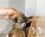 Small Black Mouth Cur Mix
