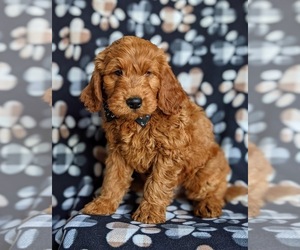 Goldendoodle (Miniature) Puppy for sale in QUARRYVILLE, PA, USA