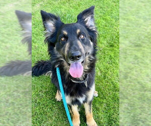Medium Photo #1 German Shepherd Dog Puppy For Sale in Sacramento, CA, USA