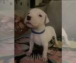 Small Photo #4 Dogo Argentino Puppy For Sale in ARLINGTON, TX, USA