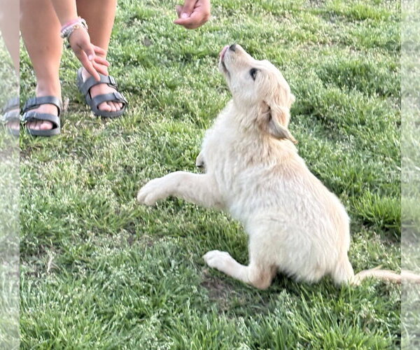 Medium Photo #3 Golden Retriever Puppy For Sale in Holly Hill, SC, USA
