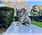 Small #147 French Bulldog