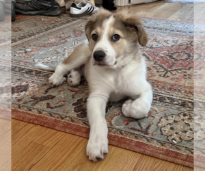 Collie-Great Pyrenees Mix Dogs for adoption in Brooklyn, NY, USA