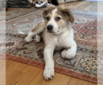 Small Collie-Great Pyrenees Mix