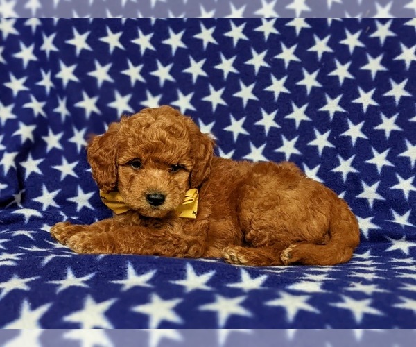 Medium Photo #4 Goldendoodle Puppy For Sale in COCHRANVILLE, PA, USA