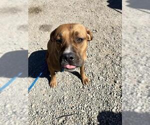 Rhodesian Ridgeback Dogs for adoption in Stockton, CA, USA