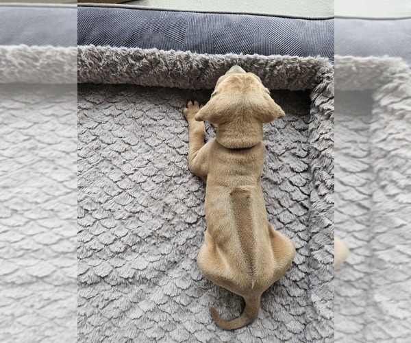 Medium Photo #6 Rhodesian Ridgeback Puppy For Sale in BUMPASS, VA, USA