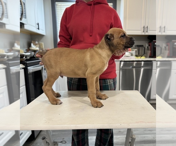 Medium Photo #4 Cane Corso Puppy For Sale in PORTLAND, OR, USA
