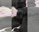 Small Photo #118 Labrador Retriever Puppy For Sale in OLYMPIA, WA, USA