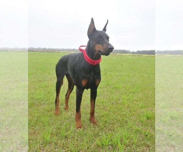 Medium Photo #32 Doberman Pinscher Puppy For Sale in FORT LAUDERDALE, FL, USA