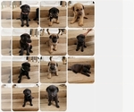 Small Photo #1 Sheprador Puppy For Sale in GADSDEN, AL, USA