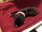 Small Photo #18 Great Dane Puppy For Sale in WARRENSBURG, MO, USA