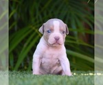 Puppy 6 American Bully