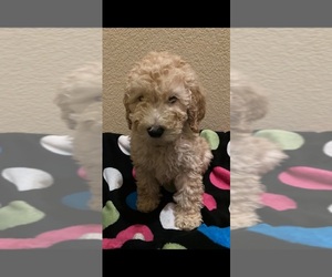 Poodle (Standard)-Unknown Mix Puppy for sale in RIVERSIDE, CA, USA