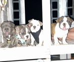 Small #2 French Bulldog