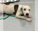 Small American Pit Bull Terrier