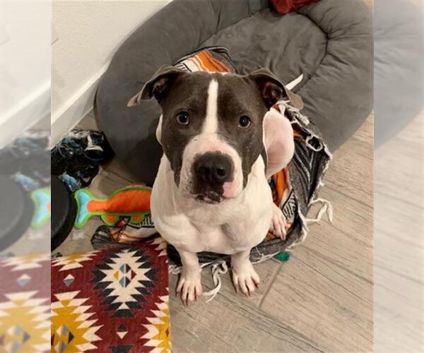 Medium Photo #3 American Staffordshire Terrier Puppy For Sale in Rosenberg, TX, USA
