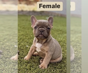 French Bulldog Puppy for sale in GLENDALE, AZ, USA