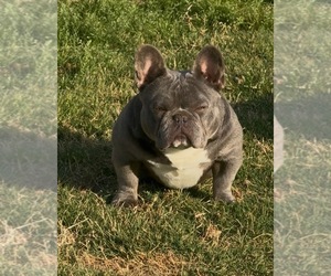 Father of the French Bulldog puppies born on 08/12/2026