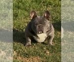 Small Photo #1 French Bulldog Puppy For Sale in FORT WORTH, TX, USA