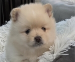 Small #2 Pomeranian