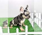 Small Photo #25 French Bulldog Puppy For Sale in MOBILE, AL, USA