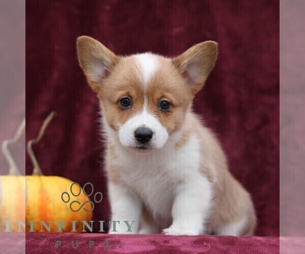 Medium Photo #1 Pembroke Welsh Corgi Puppy For Sale in ELLIOTTSBURG, PA, USA