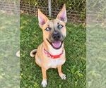 *DIXIE - Female Siberian Husky-Unknown Mix Dog for Adoption - Small photo