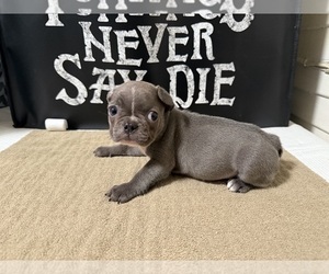 French Bulldog Puppy for sale in SAN DIEGO, CA, USA
