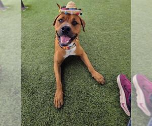 Staffordshire Bull Terrier Dogs for adoption in Downey, CA, USA