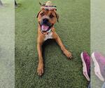Small Staffordshire Bull Terrier