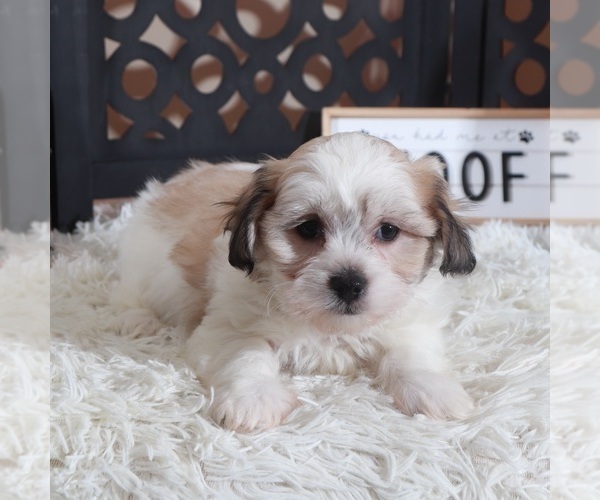 Medium Photo #1 Zuchon Puppy For Sale in MOUNT VERNON, OH, USA