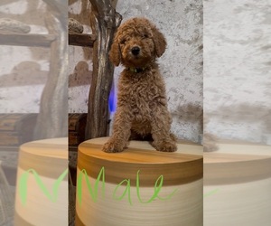 Goldendoodle Puppy for sale in LOS ANGELES, CA, USA