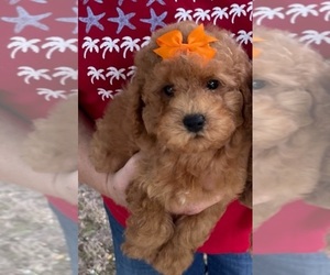 Double Doodle Puppy for sale in BELDING, MI, USA