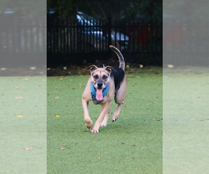 Mutt Dogs for adoption in Mount Pleasant, SC, USA