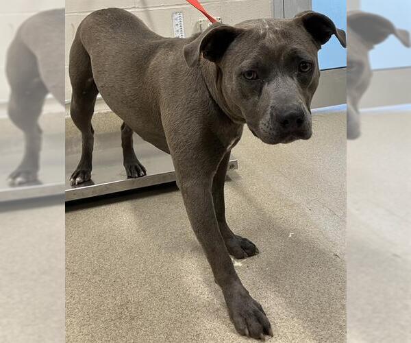 Medium Photo #1 American Staffordshire Terrier-Unknown Mix Puppy For Sale in Grand Prairie, TX, USA