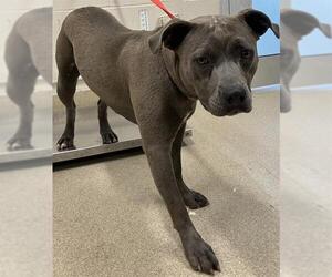 American Staffordshire Terrier-Unknown Mix Dogs for adoption in Grand Prairie, TX, USA