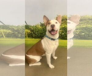 Ozzy - Male Staffordshire Bull Terrier-Unknown Mix Dog for Adoption - Photo #3