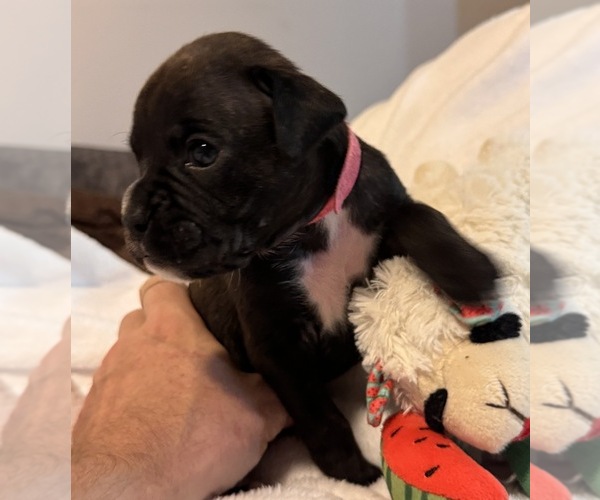 Medium Photo #2 Boxer Puppy For Sale in LANSING, MI, USA