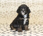 Small #2 Miniature Bernedoodle