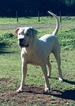 Small Photo #20 Dogo Argentino Puppy For Sale in LUTZ, FL, USA