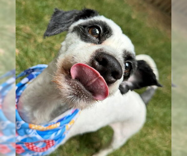 Medium Photo #8 Lhasa Apso-Unknown Mix Puppy For Sale in Arlington, VA, USA
