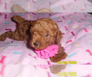 Poodle (Toy) Puppy for sale in DULUTH, GA, USA