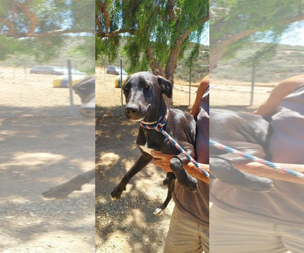 Medium Photo #3 Labrador Retriever-Unknown Mix Puppy For Sale in San Diego, CA, USA