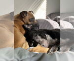 Small #7 Chihuahua Mix