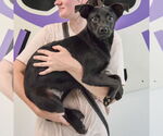 Small #1 Pug Mix