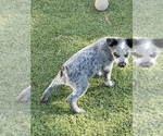 Small Photo #5 Australian Cattle Dog Puppy For Sale in BRIGGSDALE, CO, USA